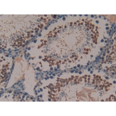 Peptide YY (PYY) Mouse Polyclonal Antibody