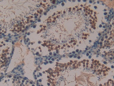 Peptide YY (PYY) Mouse Polyclonal Antibody