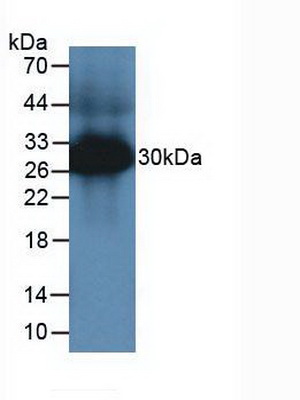 Tryptase (TPS) Mouse Polyclonal Antibody