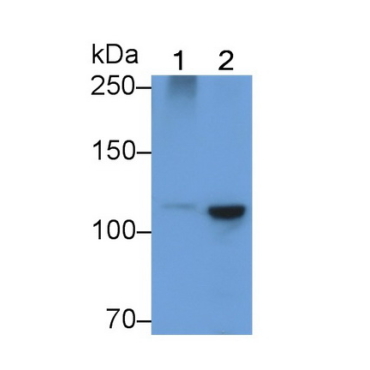 Heat Shock 70kDa Protein 4 (HSPA4) Human Polyclonal Antibody