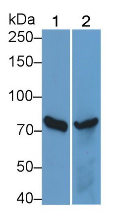 Interleukin 12 Receptor Beta 2 (IL12Rb2) Human Polyclonal Antibody