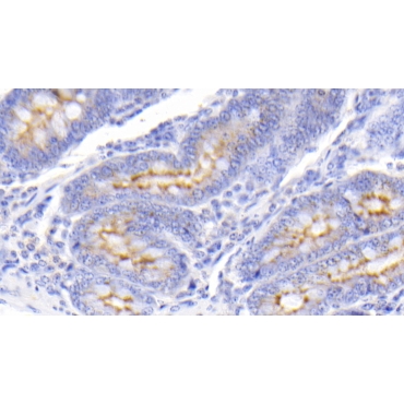 Polymeric Immunoglobulin Receptor (PigR) Bovine (Cattle) Polyclonal Antibody