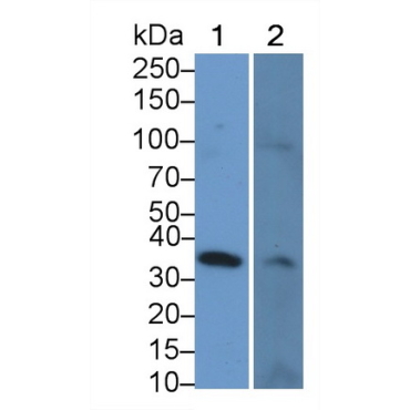 Polymeric Immunoglobulin Receptor (PigR) Bovine (Cattle) Polyclonal Antibody