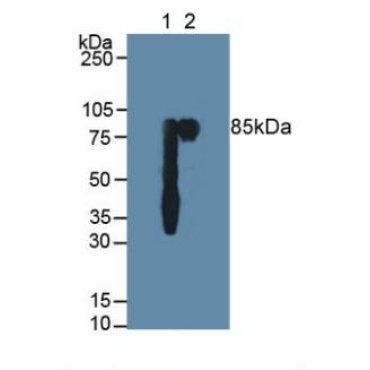 Polymeric Immunoglobulin Receptor (PigR) Human Polyclonal Antibody