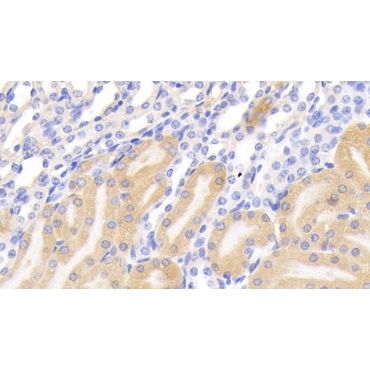 Polymeric Immunoglobulin Receptor (PigR) Mouse Polyclonal Antibody