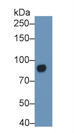 Polymeric Immunoglobulin Receptor (PigR) Rat Polyclonal Antibody