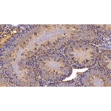 Phospholipase A2, Group IID (PLA2G2D) Mouse Polyclonal Antibody