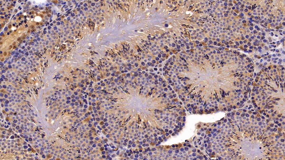 Phospholipase A2, Group IID (PLA2G2D) Mouse Polyclonal Antibody