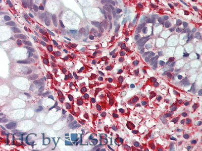 Phospholipase A2, Group IID (PLA2G2D) Rat Polyclonal Antibody
