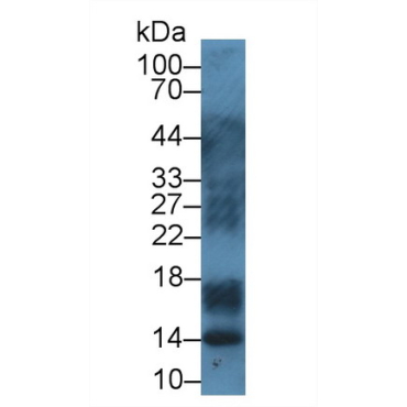 S100 Calcium Binding Protein A12 (S100A12) Bovine (Cattle) Polyclonal Antibody