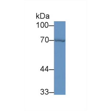 Heat Shock 70kDa Protein 1A (HSPA1A) Mouse Polyclonal Antibody