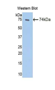 Heat Shock 70kDa Protein 1A (HSPA1A) Rat Polyclonal Antibody