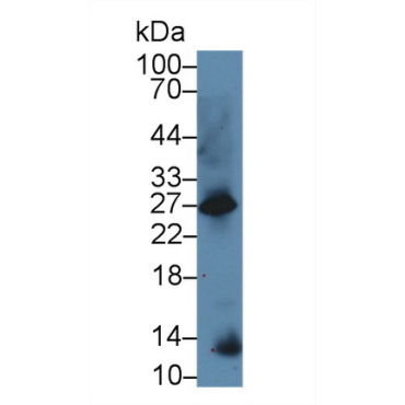 Galanin (GAL) Mouse Polyclonal Antibody