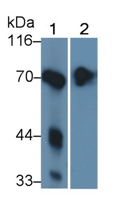 Alkaline Phosphatase, Intestinal (ALPI) Human Polyclonal Antibody