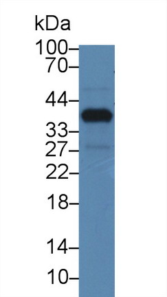 Nucleoporin 37 (NUP37) Mouse Polyclonal Antibody