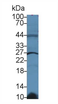 Glutathione S Transferase Kappa 1 (GSTk1) Rat Polyclonal Antibody