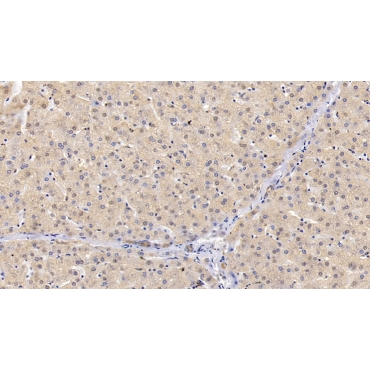 Glutathione S Transferase Pi (GSTp) Hamster (Chinese hamster) Polyclonal Antibody