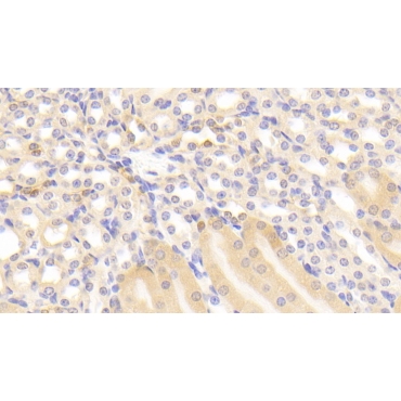 Glutathione S Transferase Pi (GSTp) Mouse Polyclonal Antibody