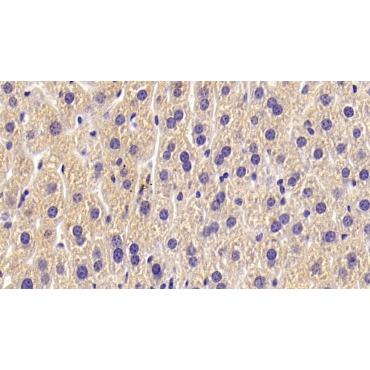 Alkaline Phosphatase, Tissue-nonspecific (ALPL) Mouse Polyclonal Antibody