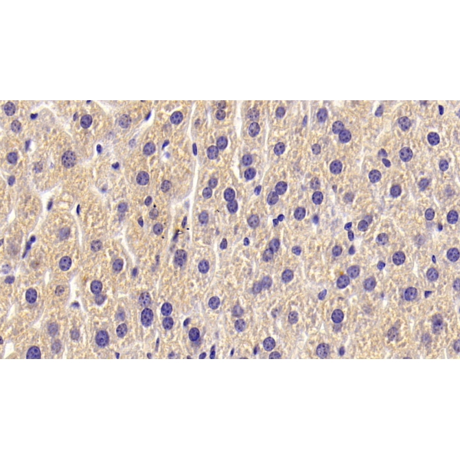 Alkaline Phosphatase, Tissue-nonspecific (ALPL) Mouse Polyclonal Antibody