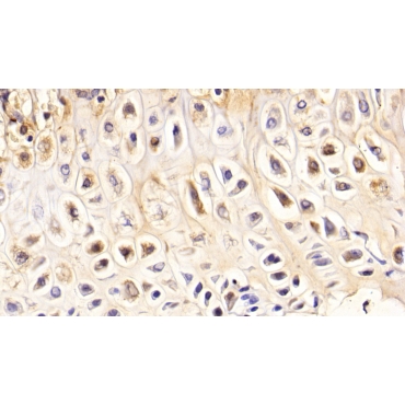 Bone Sialoprotein (BSP) Mouse Polyclonal Antibody