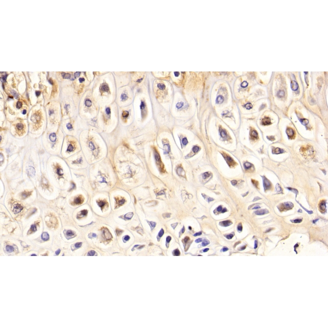 Bone Sialoprotein (BSP) Mouse Polyclonal Antibody