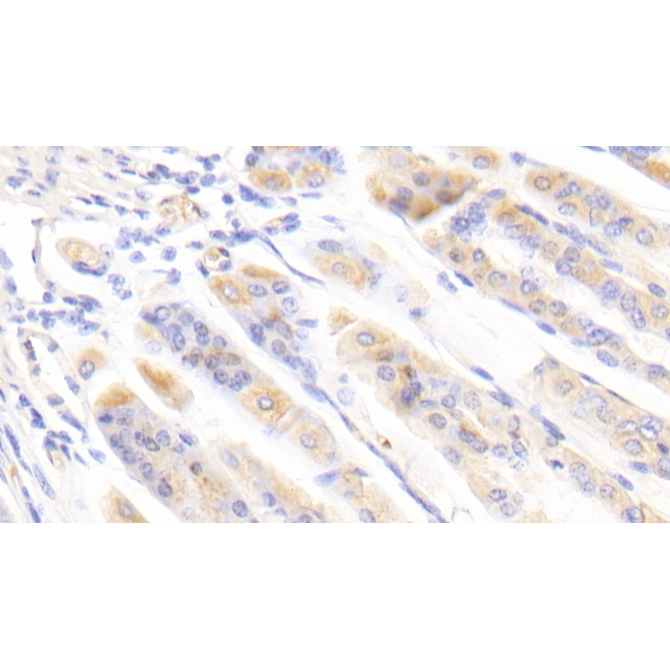 Brain Finger Protein (BFP) Mouse Polyclonal Antibody
