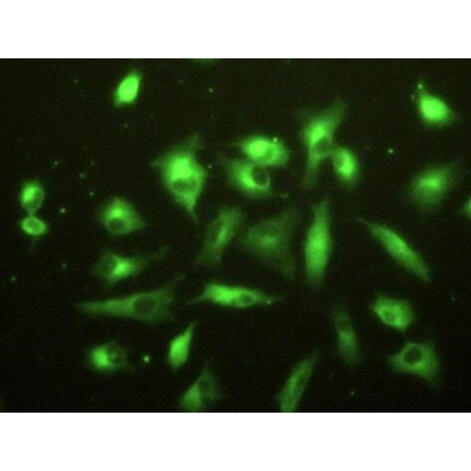 Coagulation Factor XIII A1 Polypeptide (F13A1) Human Polyclonal Antibody