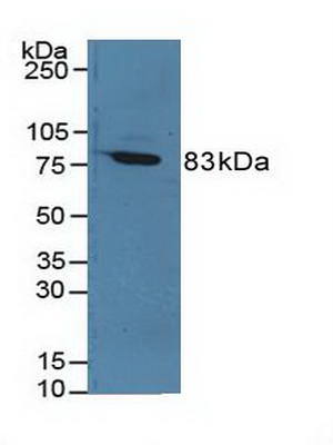 Coagulation Factor XIII A1 Polypeptide (F13A1) Rat Polyclonal Antibody