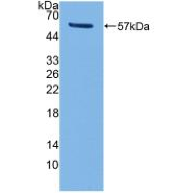Cluster Of Differentiation 8a (CD8a) Mouse Polyclonal Antibody