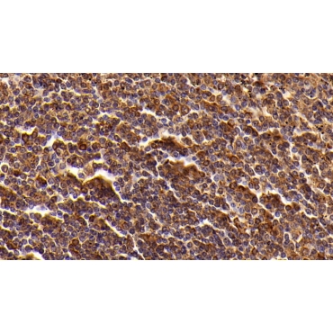 Cluster Of Differentiation 8a (CD8a) Mouse Polyclonal Antibody
