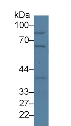 Nucleoporin 50kDa (NUP50) Mouse Polyclonal Antibody