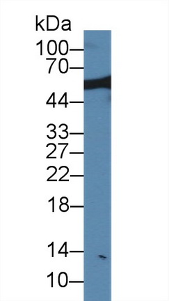 Nucleoporin 50kDa (NUP50) Rat Polyclonal Antibody