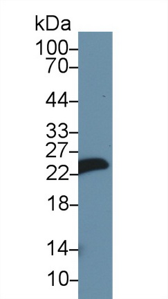 Myosin Light Chain 1 (MYL1) Rat Polyclonal Antibody