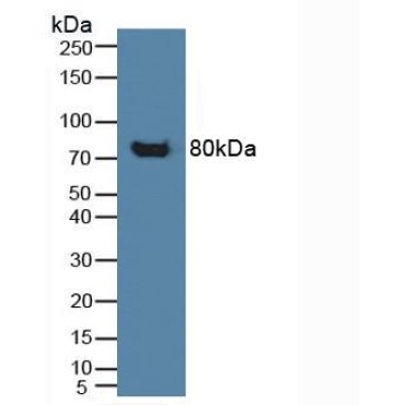 Cluster Of Differentiation 42b (CD42b) Human Polyclonal Antibody