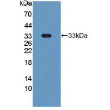 Cluster Of Differentiation 42b (CD42b) Mouse Polyclonal Antibody