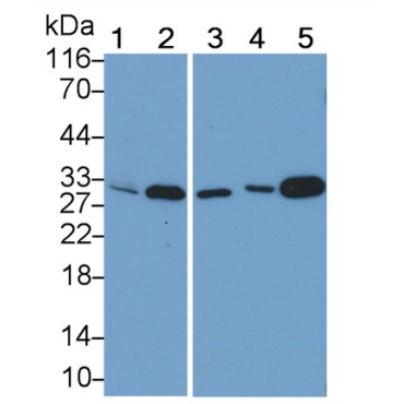 Myogenin (MYOG) Mouse Polyclonal Antibody