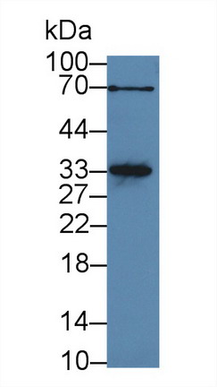 Myogenin (MYOG) Rat Polyclonal Antibody