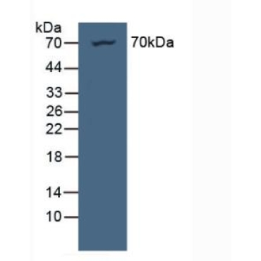 Nucleoporin 85 (NUP85) Human Polyclonal Antibody