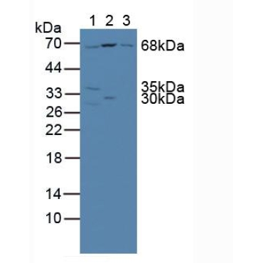Nucleoporin 85 (NUP85) Mouse Polyclonal Antibody
