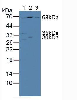 Nucleoporin 85 (NUP85) Mouse Polyclonal Antibody