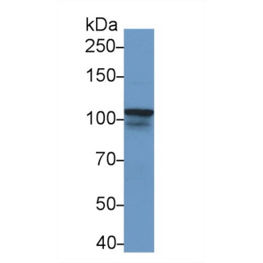 Nucleoporin 107kDa (NUP107) Mouse Polyclonal Antibody