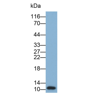 Metallothionein 1 (MT1) Human Polyclonal Antibody