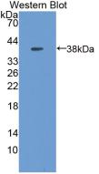 Metallothionein 1 (MT1) Mouse Polyclonal Antibody