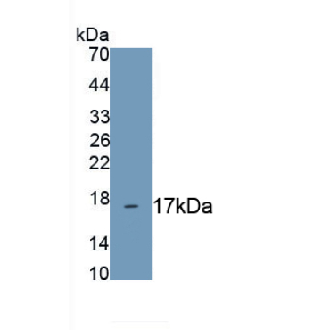 Metallothionein 1 (MT1) Mouse Polyclonal Antibody