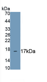 Metallothionein 1 (MT1) Mouse Polyclonal Antibody