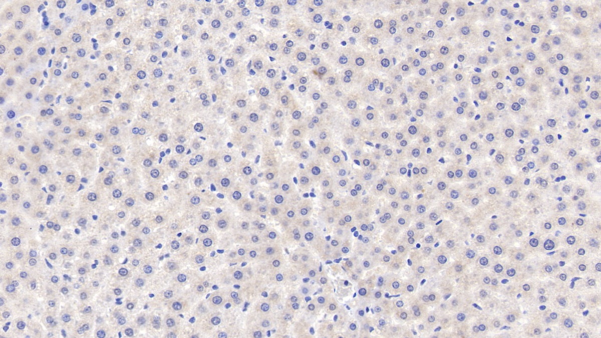 Metallothionein 1 (MT1) Rat Polyclonal Antibody