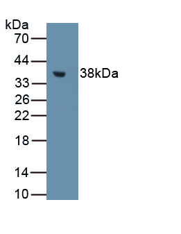 Metallothionein 1 (MT1) Rat Polyclonal Antibody
