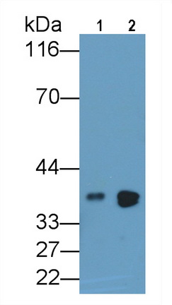 Arginase (ARG) Rat Polyclonal Antibody