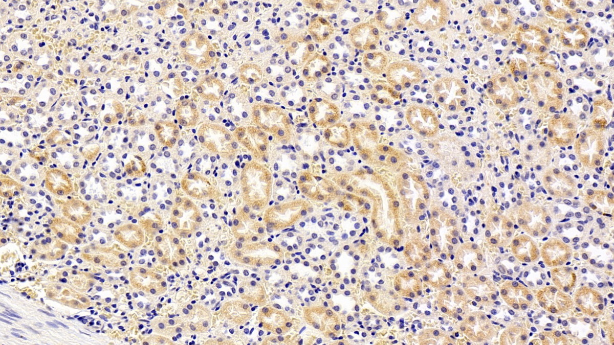 Arginase (ARG) Rabbit Polyclonal Antibody